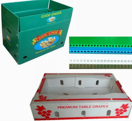2400x1200 2440x1220 Fruta Vegetal Caja Plástico Corrugado